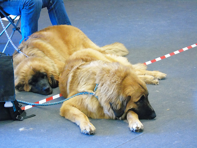 Esposizione Internazionale Canina Modenafiere razze cani8