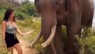 L’elefante giustamente arrabbiato si vendica della turista – Il video     
