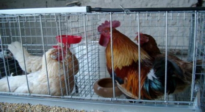 Dopo le uova e ovoderivati al fipronil anche carne di gallina sotto la lente d&#039;ingrandimento delle autorità sanitarie belghe