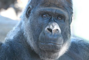 Lo Zoosafari vuole far arrivare un altro gorilla in Italia. La denuncia degli animalisti: una sconfitta per tutti gli italiani