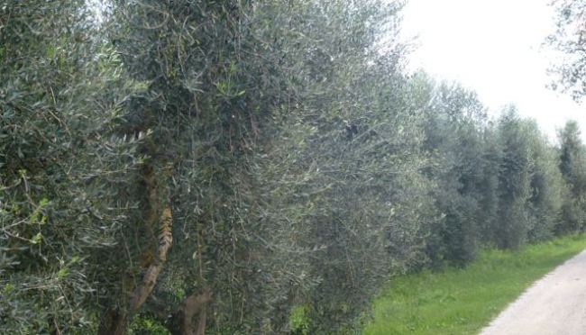 Oliveto toscano