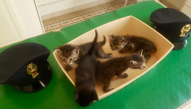 Modena - Tratta in salvo una cucciolata di gattini non ancora svezzati
