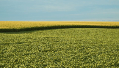 Bayer-Monsanto e Vanguard: così l’ingegneria genetica (e la dittatura ecologica) invadono l’agricoltura italiana