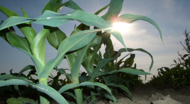 Cereali e dintorni. Minori stock di corn rispetto alle previsioni.