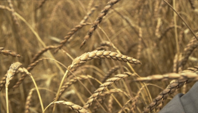 Cereali e dintorni. Probabili sorprese dai dati USDA del prossimo 30 settembre