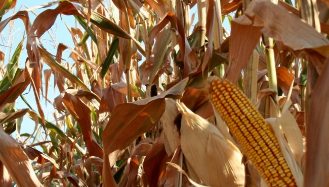Cereali e dintorni. Mercati in apprensione per le stime delle scorte di Corn.