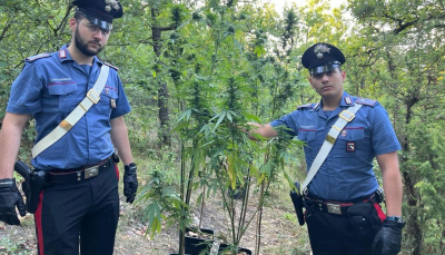  Individuata piantagione di marijuana, un arresto a Neviano degli Arduini (PR) - (video)
