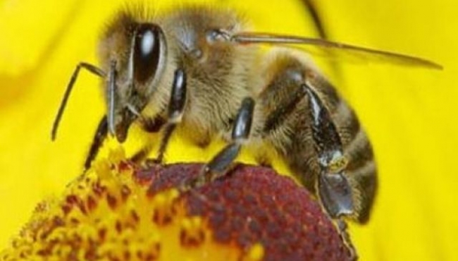 Miele, in arrivo 470 mila euro per gli apicoltori della regione.