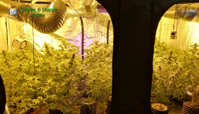 Arrestato parmigiano con serra in casa per la coltivazione di marijuana