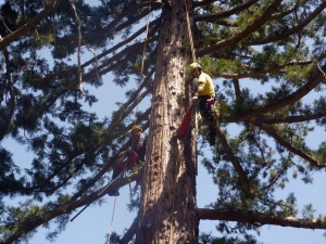 “Uomini ragno” in azione a Pavullo per mettere in sicurezza le  sequoie del Paradiso dei Pini