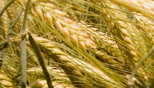 “Cereali e dintorni” -  Dopo l’USDA: scende e sali!
