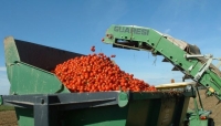 Bilancio campagna 2017 del pomodoro da industria nel Nord Italia
