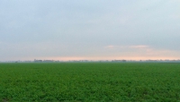 Agricoltura: M5S, nasce &quot;più impresa&quot; di ISMEA per giovani agricoltori