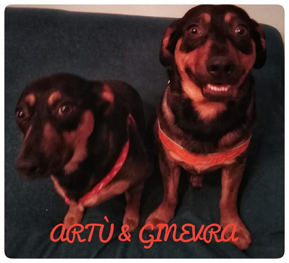 MO-cani_adozione-Artu_e_Gimevra_2.jpg