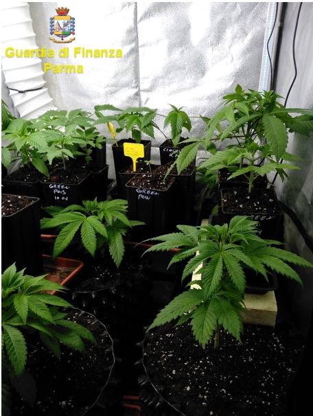 coltivazione-cannabis-fornovoditaro.jpg