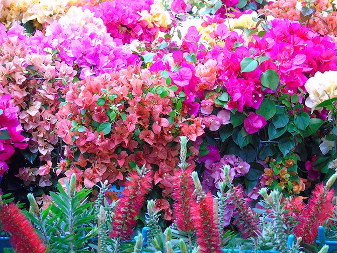 verdipassioni-piante-fiori-giardinaggio00005.jpeg