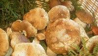 I funghi: come consumarli in sicurezza: un convegno a Bedonia organizzato dall'AUSL