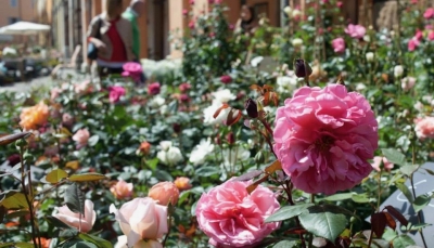 Modena in Fiore, il centro storico diventa un giardino a cielo aperto