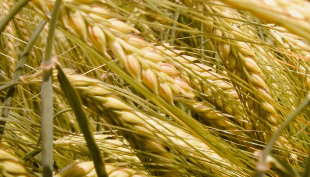 Allergia al grano, come riconoscerne i sintomi