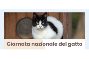 Giornata nazionale del gatto, due incontri pubblici dedicati ai felini. Dalla relazione domestica alle colonie sul territorio