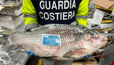 Controlli sulle filiere ittiche: sanzioni e sequestri in Emilia Romagna