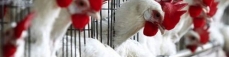 Influenza aviaria, nuovo focolaio a Mordano (BO)