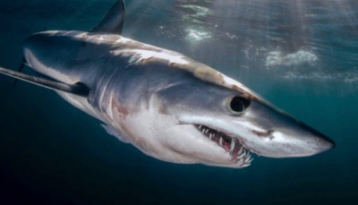 Terrore in spiaggia per uno squalo mako di circa 2 metri avvistato in mare