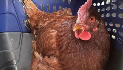 Un pollo ha quasi violato la sicurezza del Pentagono