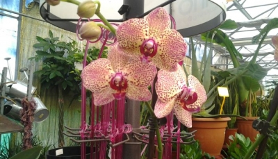 Sassuolo, grande successo per la mostra mercato &quot;Orchidee, che meraviglia&quot;
