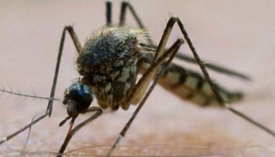 Zanzara comune vettore dell&#039;infezione West Nile virus nell&#039;uomo