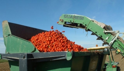 Ismea, pomodoro da industria: migliorano consumi interni, Italia primo esportatore mondiale