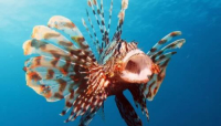 Nel mare Adriatico si sta diffondendo un'altra specie di pesci velenosi.