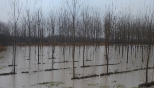 Esondazione del Secchia: sommersa la sede centrale della Cooperativa Sociale Pomposiana di Modena