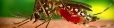 West Nile: i consigli per difendersi dalle punture di zanzara 