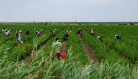 Agricoltura: al lavoro per esenzione sanzioni contributi agricoli