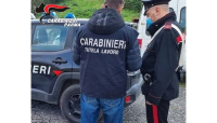 Parma: controlli del nucleo Carabinieri Ispettorato del lavoro di Parma ad allevamenti. Riscontrate violazioni comminate sanzioni