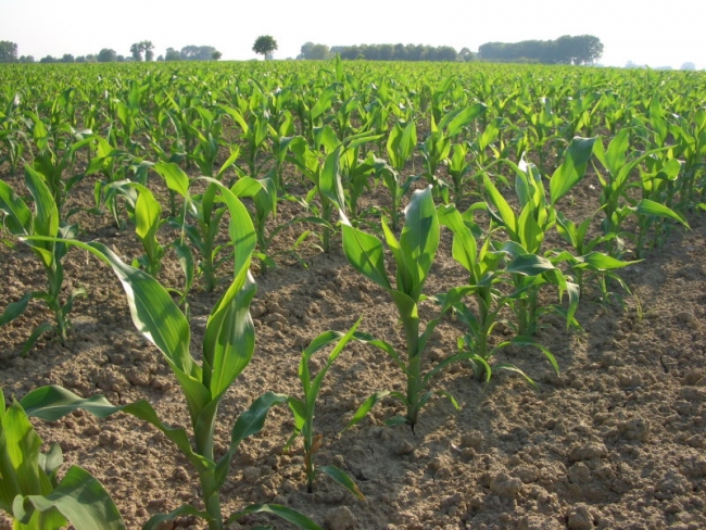 OGM: controllo della forestale sul mais seminato in friuli