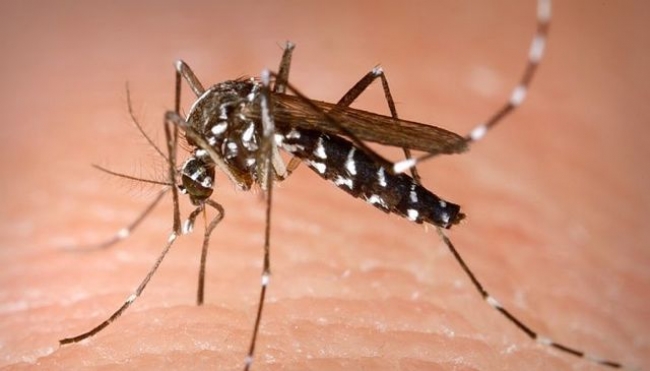 Parma - Caso di Virus Dengue in centro