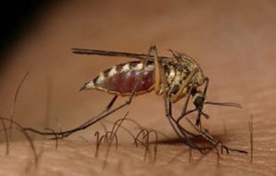 Non confermato il caso di virus dengue