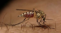 Zanzara Culex