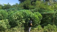 Coltivazione di Marijuana rinvenuta per caso lungo l'argine dell'Enza