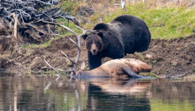 Guida del Parco di Yellowstone sbranata da un orso.