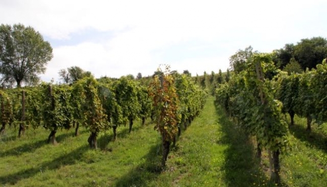 L&#039;Export italiano del vino cresce ancora in valore
