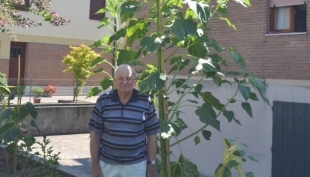 Curiosità: a Modena un girasole alto più di 4 metri