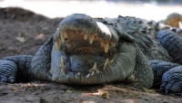 Australia, attacco di coccodrillo di 4 metri respinto con un coltello da cintura