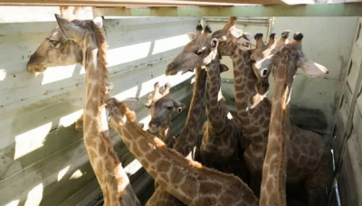 Le giraffe tornano in Angola, “Un messaggio di speranza per la conservazione del Paese”