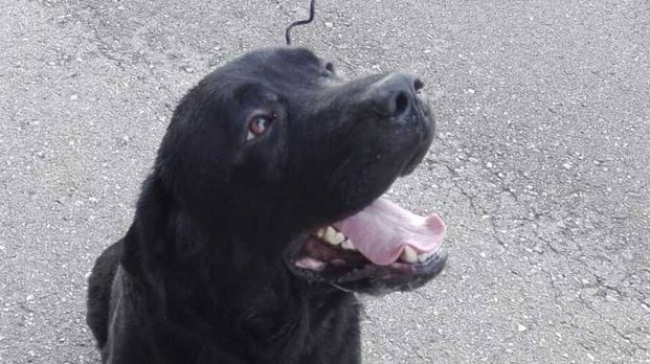 Labrador rubato torna a casa dopo sette mesi