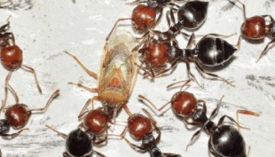 Pesticidi. Le formiche son meglio contro gli insetti dannosi