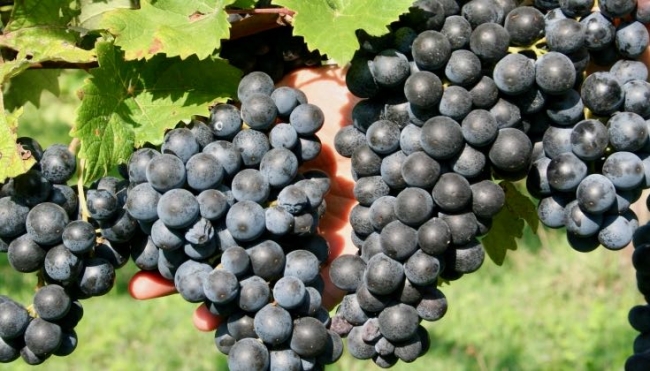 Vini emiliano-romagnoli sui mercati extra-Ue. Scadenza bando 22 novembre