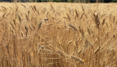 Cereali e dintorni. C’è tempo per migliorare i raccolti, USDA tranquillo.